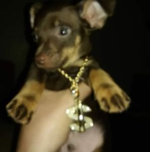 Meet your Posher, Willie